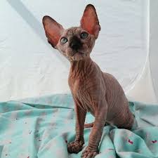 Our family has always had a passion for hairless cats and started a cattery once we got a second cat to bring joy to others, as our cats do to us. The Sphynxs Meow A Bare Meow Sphynx Kittens For Sale New Mexico Sphynx Colorado Sphynx Arizona Sphynx Texas We Ship