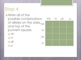 Turns out, spongebob wore his shirt backwards while his work. Ppt How To Make A Punnett Square Powerpoint Presentation Free Download Id 4448102