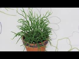 Jetzt korallenkaktus kaufen im onlineshop von dehner extravagante wuchsform dünne, reich verzweigte triebe triebe ohne stacheln sehr pflegeleicht auch ideal als ampelpflanze geeignet. Rhipsalis Cereuscula Korallenkaktus Mistletoe Cactus Youtube