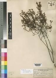 Image result for Passerina montana