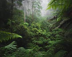 Tropical Jungle Leaves Wallpaper Forest Wall Murals Vinyl Etsy Jungle Wall Mural Jungle Wall Night Scenery