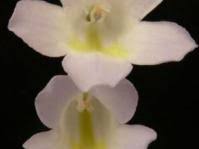 Image result for Streptocarpus montis-bingae