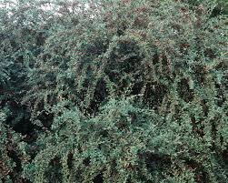Image result for Cotoneaster