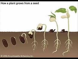 Seed Germination Youtube Seed Germination For Kids Germination Planting For Kids