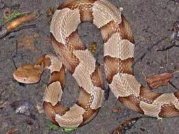 Pin On I Speak For The Snakes Please Look Before You Kill