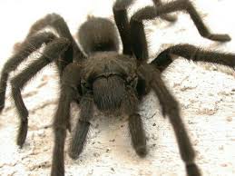 The 11 Most Common And Deadly Spiders In The U S Tarantula Spiders Scary Spider