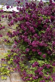 Image result for Clematis pulchra