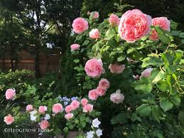 Growing Rosa Princesse Charlene De Monaco