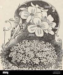 Image result for Lopholaena sp.no.1