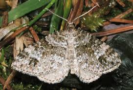 Image result for Mesotype parallelolineata