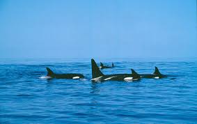 Ob mandalas, realistische orcas, käfer oder mondphasen: Schwertwal Wale Von Espaco Talassa Beobachtet