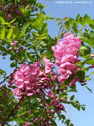 Image result for Margaretta rosea