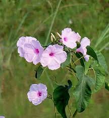 Image result for Ipomoea carnea