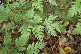 Image result for Pteris preussii