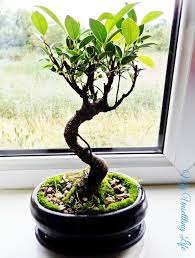 How To Take Care Of A Bonsai Tree Beginners Guide Bonsai Tree Care Bonsai Tree Indoor Bonsai Tree