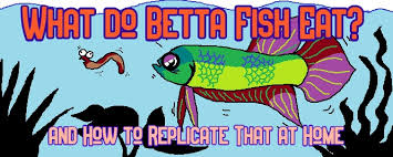 Check out betta bettas on ebay. What Do Betta Fish Eat In The Wild In Captivity Aquanswers