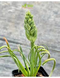 Condivise 12 offerte e codici sconto mondo piante. Vendita Pianta Albuca Spiralis Piante Grasse Mondo Piante
