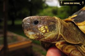 Image result for Hermannia eenii