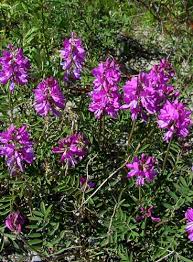 Image result for Hedysarum