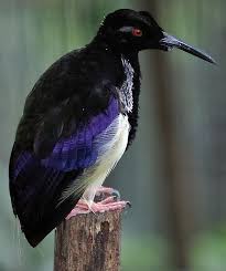 Birds Of Prey Wikipedia Indonesia Seleucidis Melanoleucus 20030511 Twelve Wired Bird Of Paradise Wikipedia Birds Colorful Birds Beautiful Birds