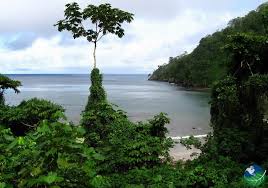 This area of the ocean is filled with elusive sea creatures such as giant. Cocos Island Costa Rica A Word Heritage Site Full Of Biodiversity