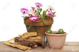 Mesembryanthemum Flowers And House Leek Plants In Pots With Garden Tools On  A Wooden Bench Stock Photo, Picture And Royalty Free Image. Image 14270391.