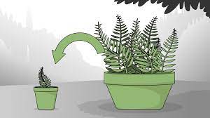 How To Care For Ferns 12 Steps With Pictures Ferns Care Growing Moss Ferns