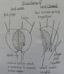 Maybe you would like to learn more about one of these? The Life Cycle Of Delonix Regia Flamboyant Steemit