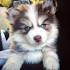 Pomsky Puppies For Sale | Ashburn, VA #287245 | Petzlover