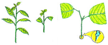 Image result for Digitaria gymnostachys