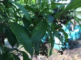 Image result for Xyris natalensis