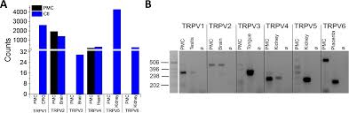 In fact, the technique restored the memory of senior participants to the level of young adults. Plos One Analysis Of Trpv Channel Activation By Stimulation Of Fceri And Mrgpr Receptors In Mouse Peritoneal Mast Cells