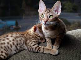 These Are The Best Hypoallergenic Cat Breeds For People With Allergies