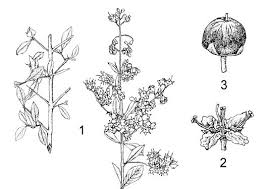 Image result for Lawsonia inermis