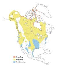 Snow Goose Range Map All About Birds Cornell Lab Of Ornithology