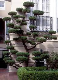 Take Care Of Tree Via Pruning And Make Them An Awesome And Healthy Prunin Gardening Pruninarboricultureandlandscapes Topiary Garden Garden Design Garden