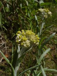 Image result for Pseudognaphalium oligandrum