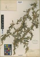 Image result for Phaeoptilum spinosum