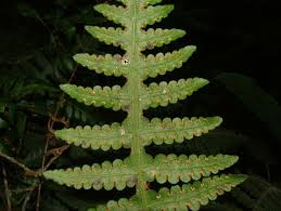 Image result for Blotiella