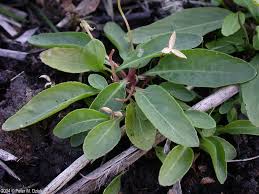 Image result for Landolphia lanceolata