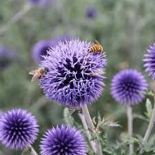 Image result for globe thistle