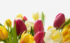 Die professionellen tulpenmotive auf unserer hochwertigen vliestapete produzieren wir perfekt nach. Sprengers Tulpe Tapete Der Natur Und Blumen 1920x1080 Wallpapertip