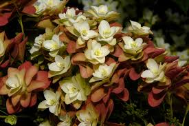 We recommend planting these varieties if you live in an area with a dense deer population. Great Design Plant Oakleaf Hydrangea