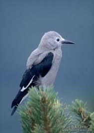 Birds That Make Mud Nests Under Bridges Birds In Focus Clark S Nutcracker Beautiful Birds Bird Life List Funny Birds