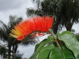 Image result for Combretum acutifolium