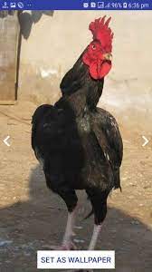 #powerfullfoodforaseel aseel murga food असेल मर्ग फाइटिंग फूड. Asil Wallpaper Aseel Murga Wallpaper Chicken Walls For Android Apk Download