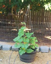 A trellis is a kind of wooden framework that can support a variety of different plants. 5 Ways To Re Purpose An Old Tomato Cage Never Enough Thyme