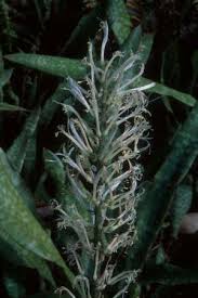 Image result for Sansevieria hyacinthoides