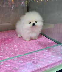 Kc registered fully pedigree wormed microchipped and comes with papers brought up with mother had vaccinations loving temperament beautiful pups read more >> more >>. Pomeranian Puppies For Sale Birmingham Al In 2021 Pomeranian Puppy For Sale Pomeranian Puppy Pomeranian Breed