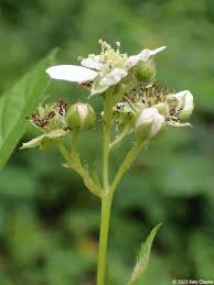 Image result for Rubus adolfi-friederici